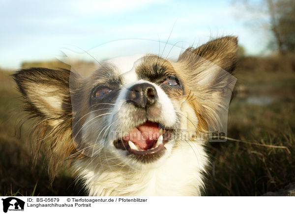 Langhaarchihuahua Portrait / longhaired Chihuahua Portrait / BS-05679