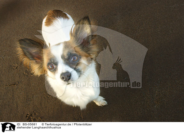 stehender Langhaarchihuahua / standing longhaired Chihuahua / BS-05681