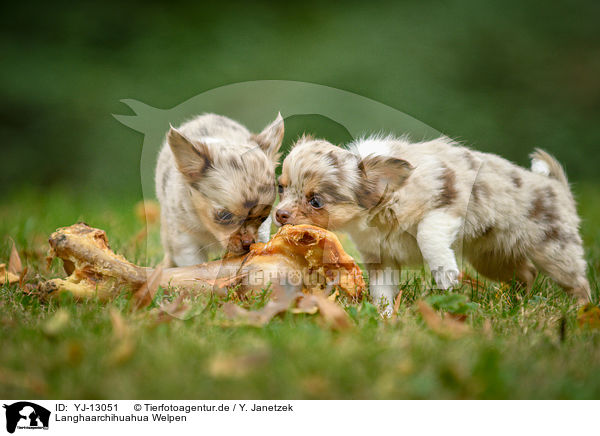 Langhaarchihuahua Welpen / longhaired Chihuahua puppies / YJ-13051