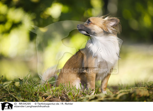 sitzender Langhaarchihuahua / sitting longhaired Chihuahua / RR-94295