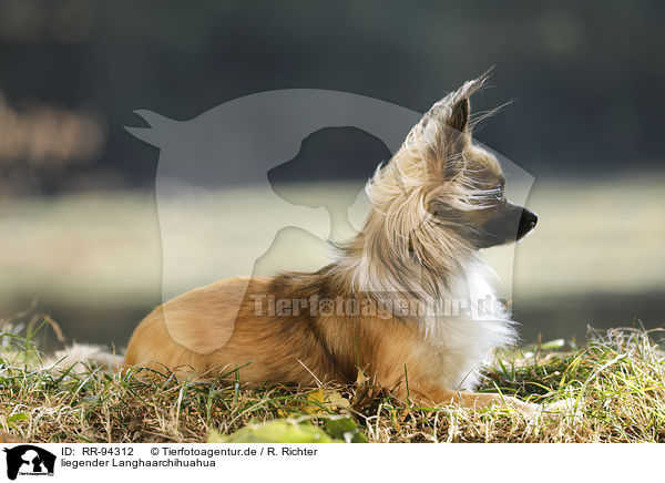 liegender Langhaarchihuahua / lying longhaired Chihuahua / RR-94312