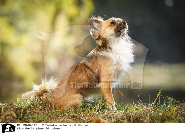 sitzender Langhaarchihuahua / sitting longhaired Chihuahua / RR-94313