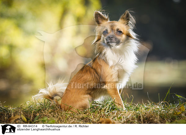 sitzender Langhaarchihuahua / sitting longhaired Chihuahua / RR-94314