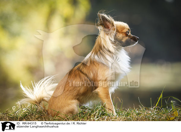 sitzender Langhaarchihuahua / sitting longhaired Chihuahua / RR-94315