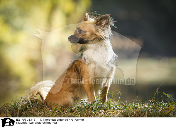 sitzender Langhaarchihuahua / sitting longhaired Chihuahua / RR-94316