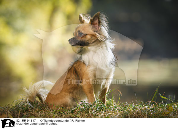 sitzender Langhaarchihuahua / sitting longhaired Chihuahua / RR-94317