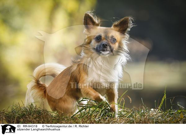 sitzender Langhaarchihuahua / sitting longhaired Chihuahua / RR-94318