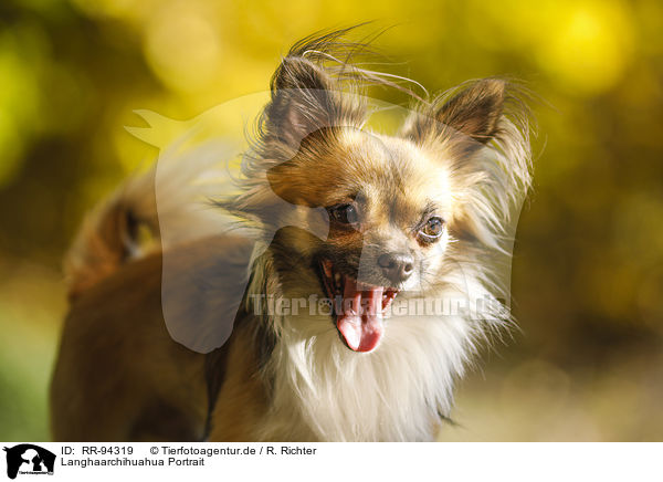 Langhaarchihuahua Portrait / longhaired Chihuahua Portrait / RR-94319