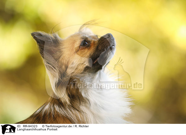 Langhaarchihuahua Portrait / longhaired Chihuahua Portrait / RR-94323