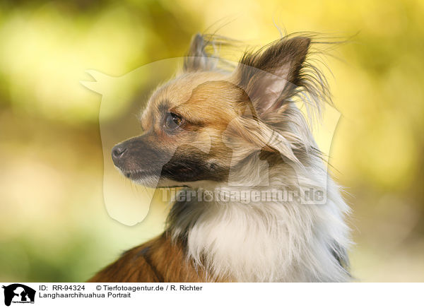 Langhaarchihuahua Portrait / longhaired Chihuahua Portrait / RR-94324