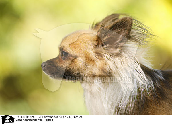 Langhaarchihuahua Portrait / longhaired Chihuahua Portrait / RR-94325