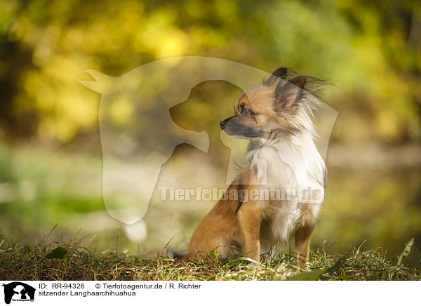 sitzender Langhaarchihuahua / sitting longhaired Chihuahua / RR-94326