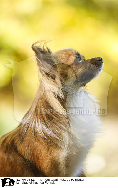 Langhaarchihuahua Portrait / longhaired Chihuahua Portrait / RR-94327