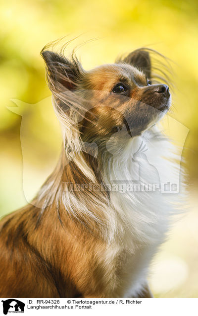 Langhaarchihuahua Portrait / longhaired Chihuahua Portrait / RR-94328