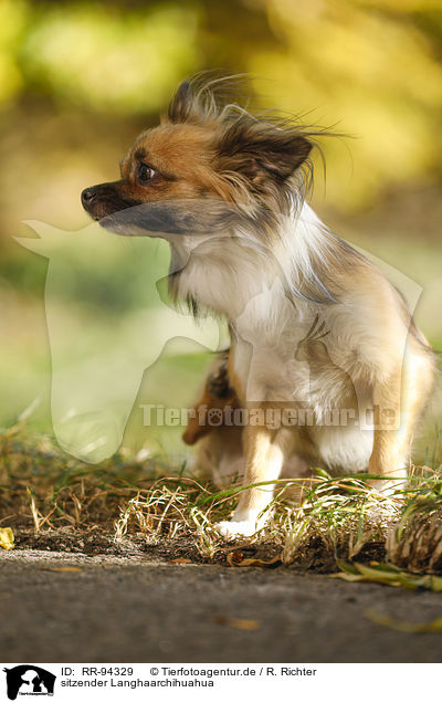 sitzender Langhaarchihuahua / sitting longhaired Chihuahua / RR-94329