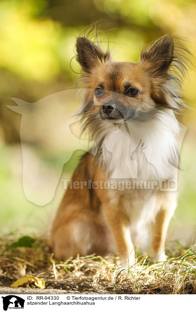 sitzender Langhaarchihuahua / sitting longhaired Chihuahua / RR-94330