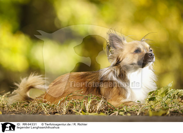 liegender Langhaarchihuahua / lying longhaired Chihuahua / RR-94331