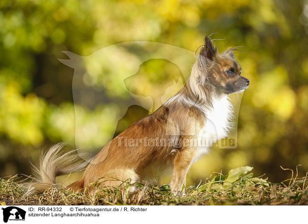 sitzender Langhaarchihuahua / sitting longhaired Chihuahua / RR-94332