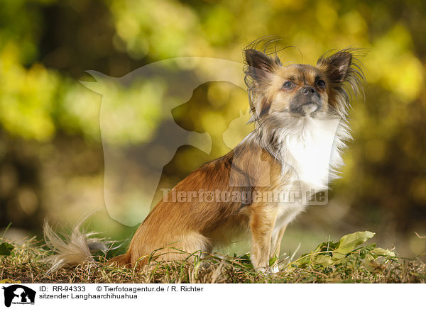 sitzender Langhaarchihuahua / sitting longhaired Chihuahua / RR-94333