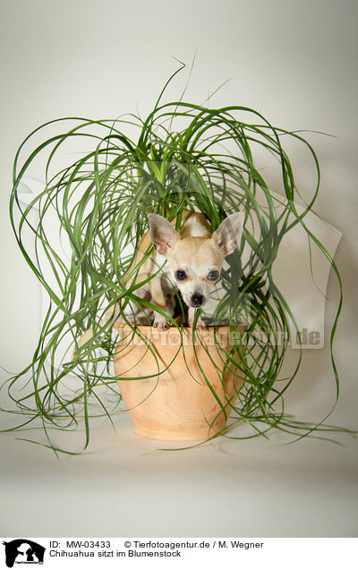 Chihuahua sitzt im Blumenstock / Chihuahua with plant / MW-03433