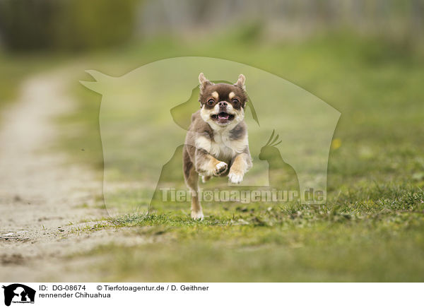 rennender Chihuahua / running Chihuahua / DG-08674