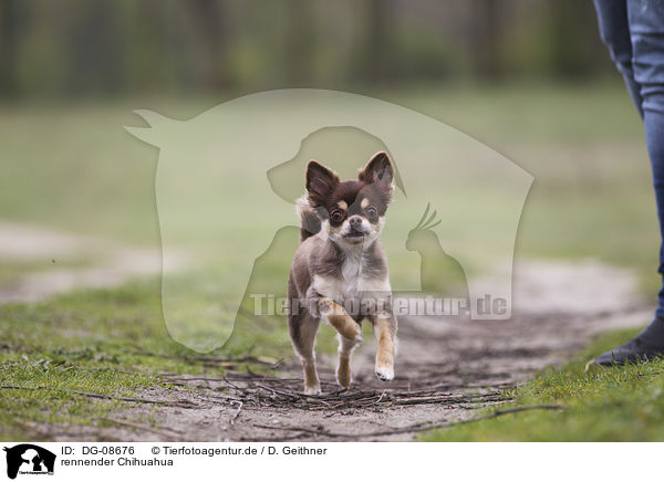 rennender Chihuahua / running Chihuahua / DG-08676