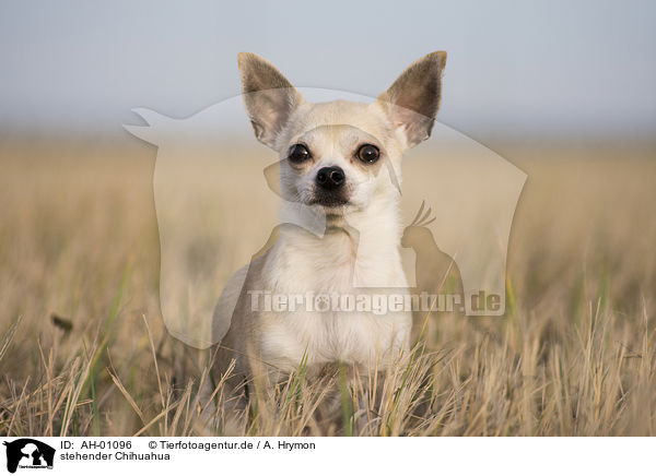 stehender Chihuahua / standing Chihuahua / AH-01096