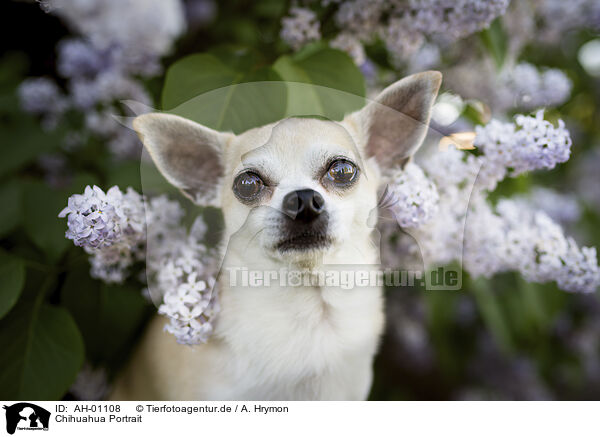 Chihuahua Portrait / Chihuahua portrait / AH-01108