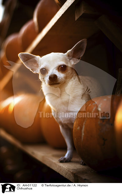 Chihuahua / Chihuahua / AH-01122