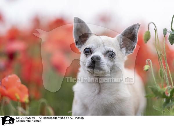 Chihuahua Portrait / Chihuahua Portrait / AH-02776