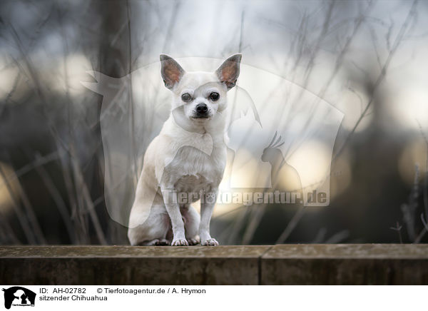 sitzender Chihuahua / sitting Chihuahua / AH-02782