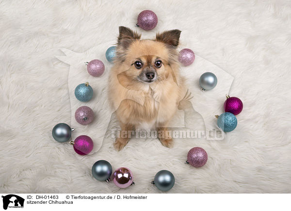 sitzender Chihuahua / sitting Chihuahua / DH-01463