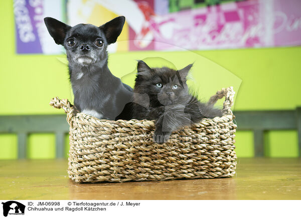Chihuahua und Ragdoll Ktzchen / Chihuahua and Ragdoll Kitten / JM-06998