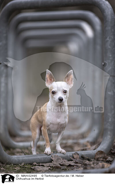 Chihuahua im Herbst / Chihuahua in autumn / MAH-02495