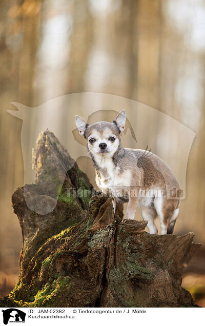 Kurzhaarchihuahua / shorthaired Chihuahua / JAM-02382