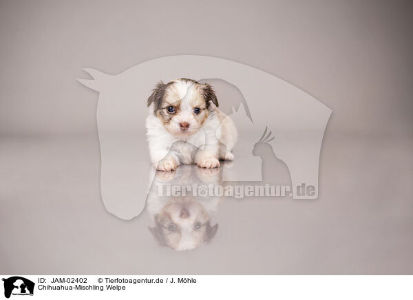 Chihuahua-Mischling Welpe / Chihuahua-Mongrel Puppy / JAM-02402