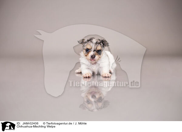 Chihuahua-Mischling Welpe / Chihuahua-Mongrel Puppy / JAM-02406
