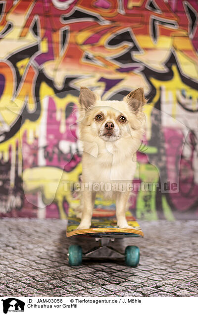 Chihuahua vor Graffiti / JAM-03056