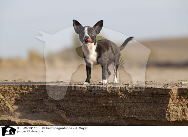 junger Chihuahua / young Chihuahua / JM-13115