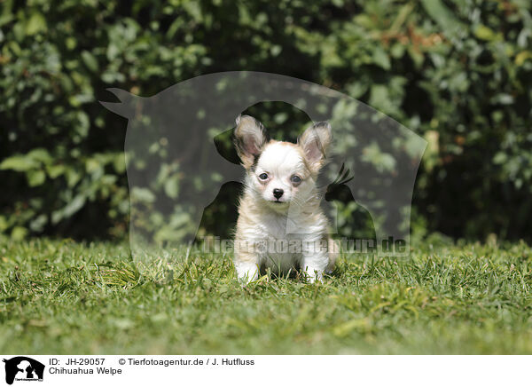 Chihuahua Welpe / JH-29057
