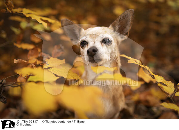 Chihuahua / Chihuahua / TBA-02817