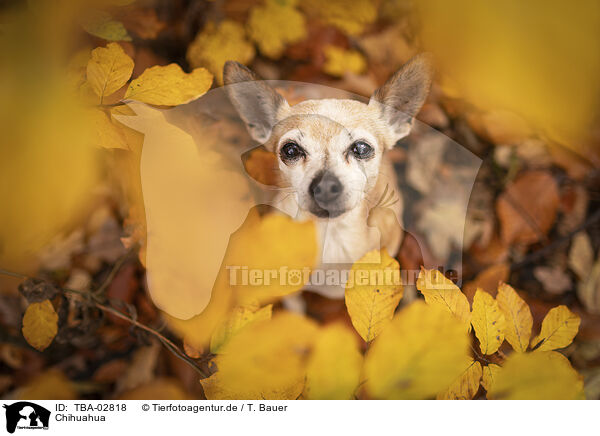 Chihuahua / Chihuahua / TBA-02818