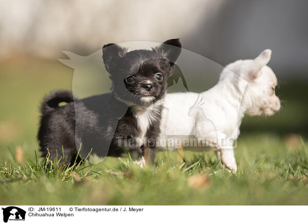 Chihuahua Welpen / Chihuahua Puppies / JM-19611