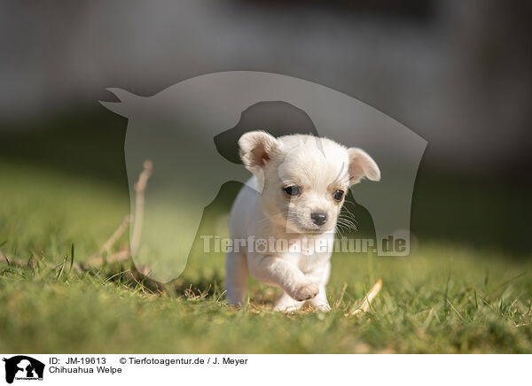 Chihuahua Welpe / Chihuahua Puppy / JM-19613