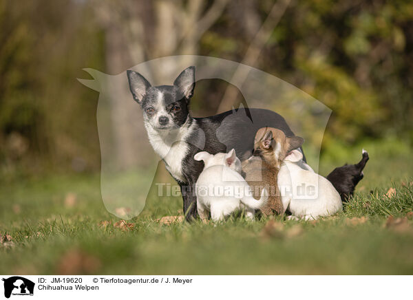 Chihuahua Welpen / Chihuahua Puppies / JM-19620