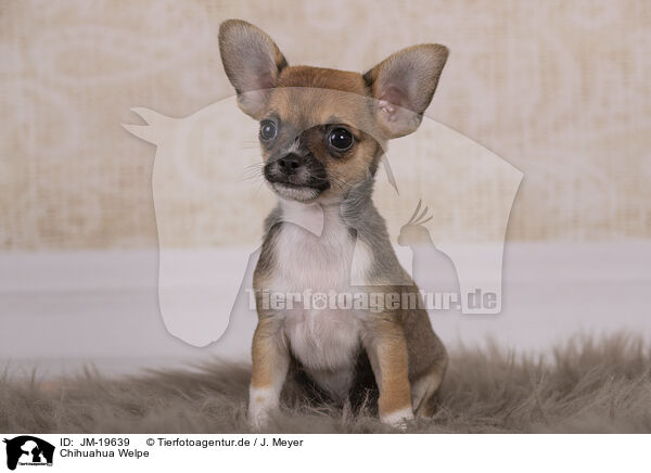 Chihuahua Welpe / Chihuahua Puppy / JM-19639