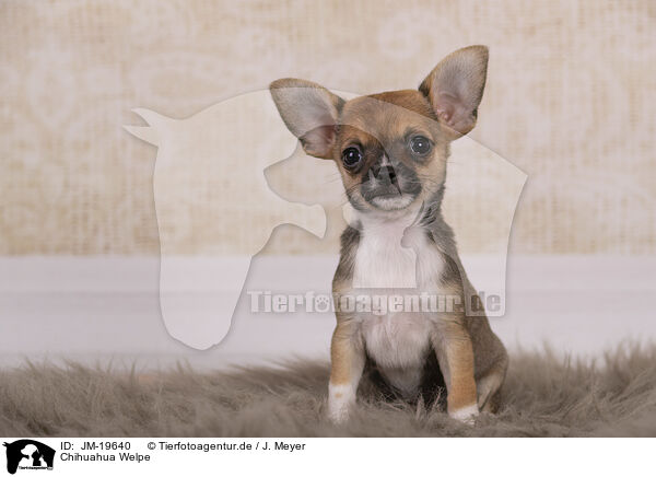 Chihuahua Welpe / Chihuahua Puppy / JM-19640