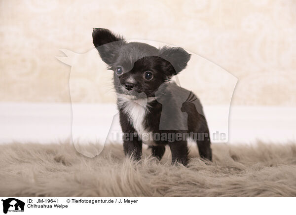 Chihuahua Welpe / Chihuahua Puppy / JM-19641