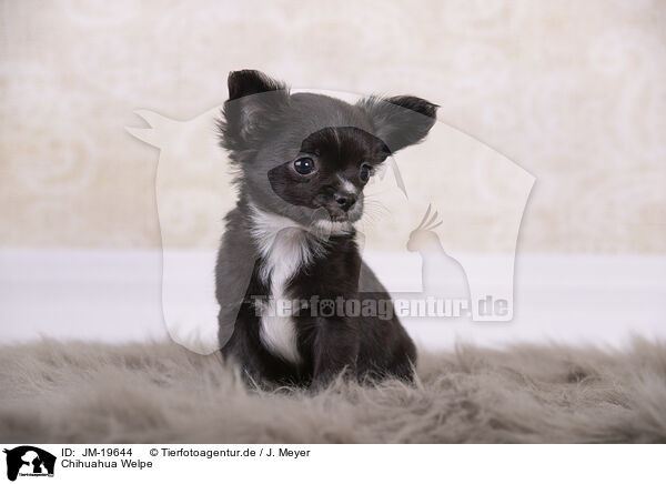 Chihuahua Welpe / Chihuahua Puppy / JM-19644