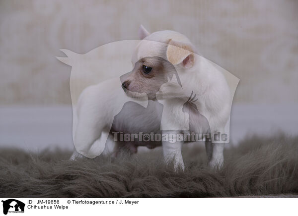 Chihuahua Welpe / Chihuahua Puppy / JM-19656